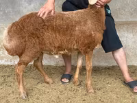 Bagge, Arashan sheep — foto 2