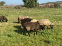 በግ, Sheep — ፎቶ 2