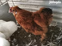 Silkie — foto 6