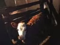Lembu ternakan (lot, jantina tidak dinyatakan), Cattle — foto 2