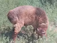 Kambing jantan, Hissar sheep — foto 3