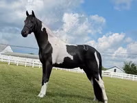 雄馬, Tennessee Walking Horse — 写真 6