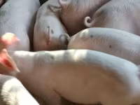 หมูป่าตัวผู้, Пьетрен — รูปภาพ 8