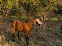Bok, Nubian Goat — foto 2