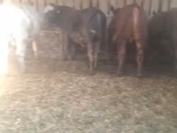Lembu jantan, Cattle