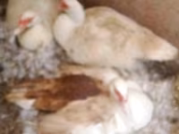 Geese — عکس 4