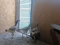 Chickens — عکس 3