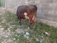 Mucca, Russian Black pied cattle — foto 4
