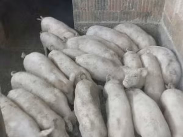 Eber, Крупная белая