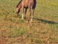 Cavalo, Karabakh horse — foto 4