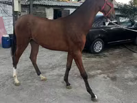 اسب نر, Akhal-Teke — عکس 2