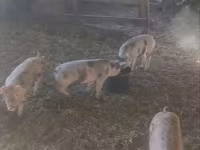 Säue, Юкатанский мини-пиг — Foto 3