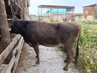 Krava, Swiss cattle — fotografija 3