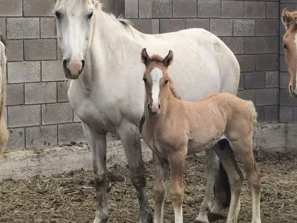 Iapă, Mugalzhar horse