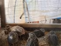 Quails — الصورة 7