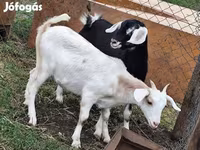 Får (parti, køn ikke angivet), Dorper sheep — foto 3
