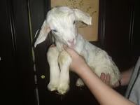 Koza, Nubian Goat — zdjęcie 4
