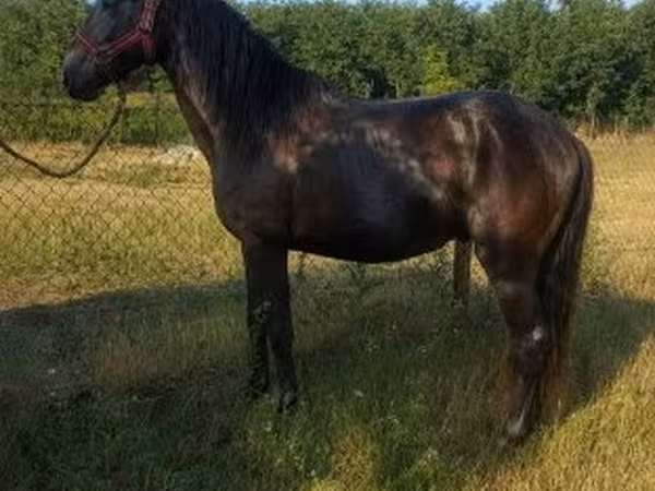 Aygır, Hungarian horse breed