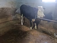 بقرة, Russian Black pied cattle — الصورة 3
