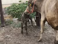 암소, Simmental cattle — 사진 5