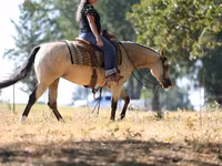 Mare, Quarter Horse — photo 8