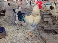 أدلر سيلفر — الصورة 3