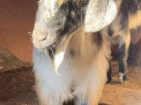 بز نر, بز — عکس 1