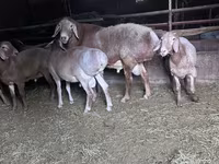 قوچ, گوسفند — عکس 1
