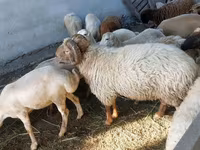 قوچ, گوسفند — عکس 2