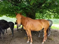 Mare, Horses — photo 2