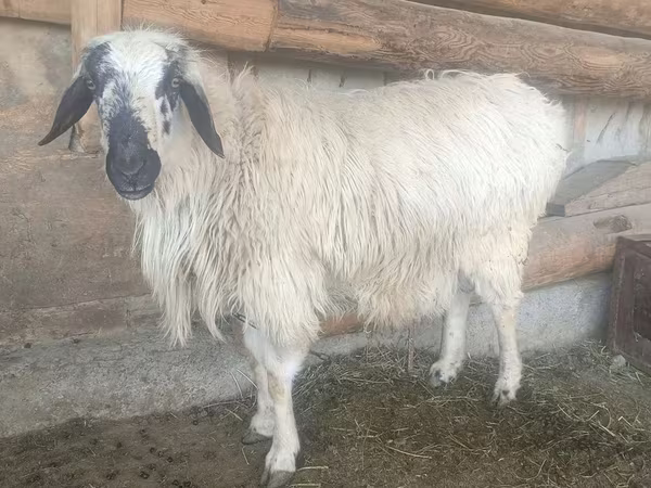 Ram, Schapen