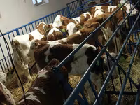 Boğa, Simmental cattle — foto 3