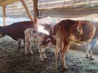 گاو نر, Simmental cattle — عکس 7