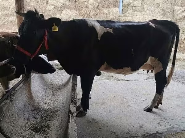 วัวตัวเมีย, Russian Black pied cattle