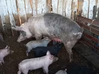 Babi (lot, jantina tidak dinyatakan), Pigs — foto 4