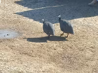 Guinea fowl — फ़ोटो 2