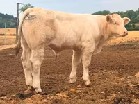 Bull, Charolais cattle — photo 4