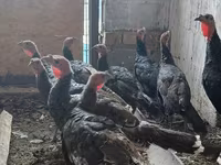 Turkeys — عکس 5