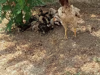 Chickens — Foto 3