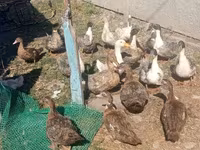 domácí kachna pižmová — foto 1