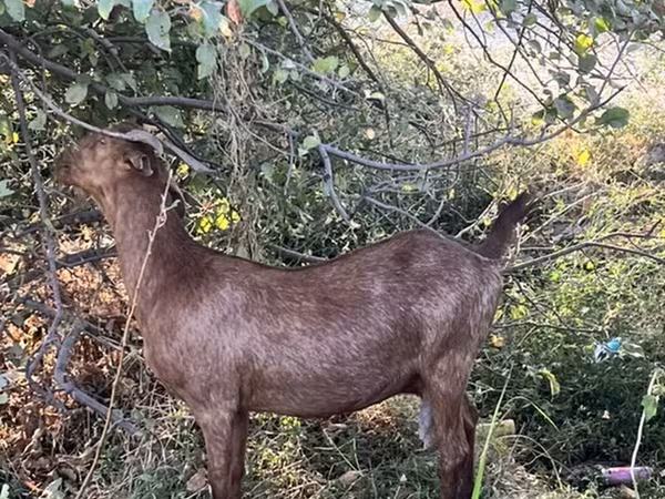 염소(암수 미지정, 묶음), Nubian Goat