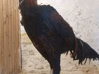 Chickens — լուսանկար 7