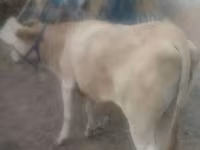 گاو ماده, نژاد آلتائو — عکس 3