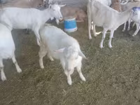Արու այծ, Saanen goat — լուսանկար 5