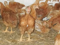 Chickens — fotografija 4