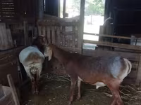 Kos, Rhon sheep — 4. fotó