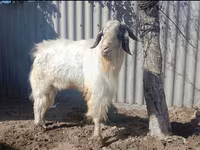 公山羊, Beetal goats — 照片 2