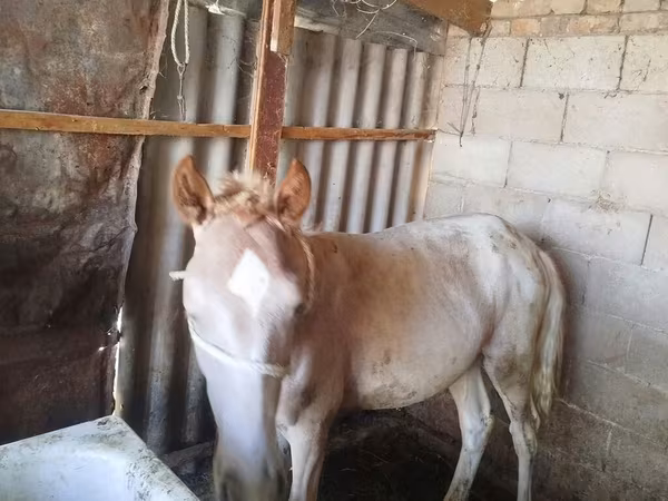 Horse (M), French Trotter