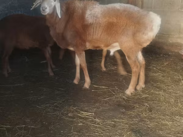 Ovce, Arashan sheep