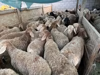 میش, گوسفند — عکس 2